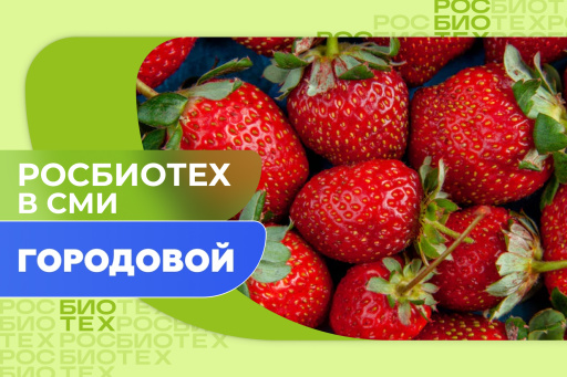 Преподаватель РОСБИОТЕХа рассказала об опасности плесени на клубнике