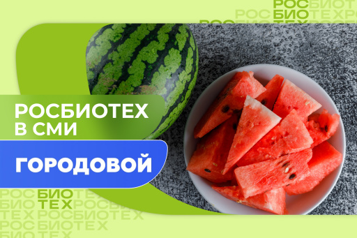 Эксперт РОСБИОТЕХа рассказал, стоит ли покупать ранние арбузы