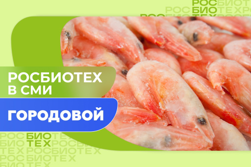 Доцент РОСБИОТЕХа рассказала, как выбрать качественные креветки