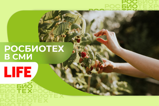 Доцент РОСБИОТЕХа дала советы по сбору ягод летом