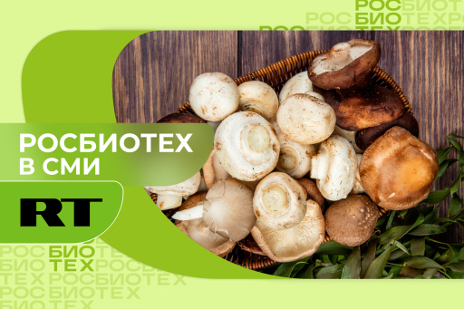 Россиянам назвали условия, при которых съедобные грибы могут быть опасны