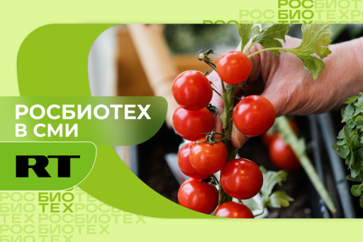 Россиянам рассказали, что выращиваемые на балконе овощи могут превратиться в рассадник бактерий