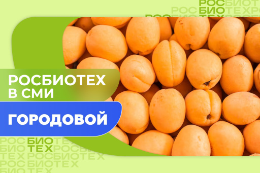 Импортные абрикосы против южных российских: какие вкуснее и безопаснее?