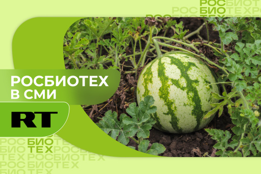 Специалист РОСБИОТЕХа предупредила об опасности ранних арбузов