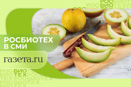 Доцент РОСБИОТЕХа рассказала, какие нарезанные арбузы и дыни безопасно покупать