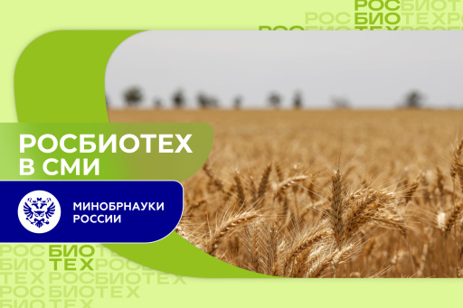 Эксперт РОСБИОТЕХа рассказал о том, как влияет потребление пшеницы на организм