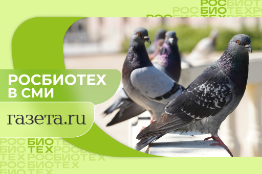 Россиянам объяснили, почему ни в коем случае нельзя трогать и кормить голубей